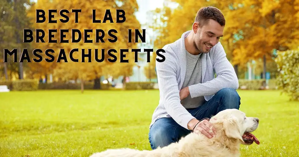Best Lab Breeders In Massachusetts