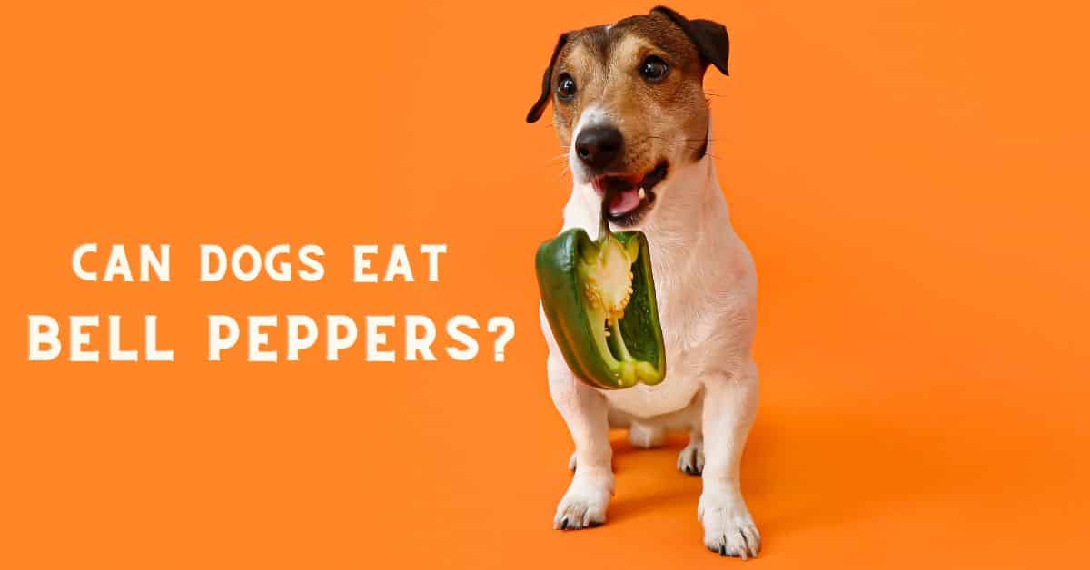 Can Dogs Eat Bell Peppers? Are They Toxic?