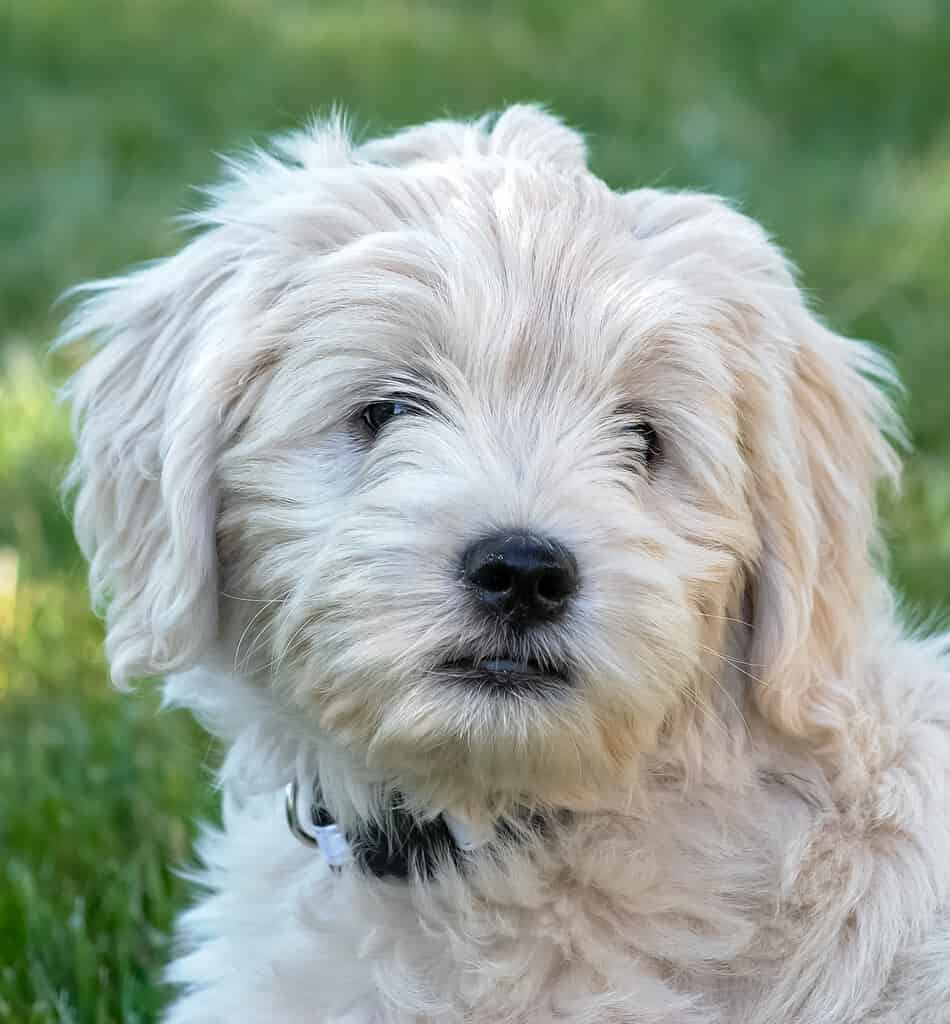 goldendoodle and labrador retriever mix