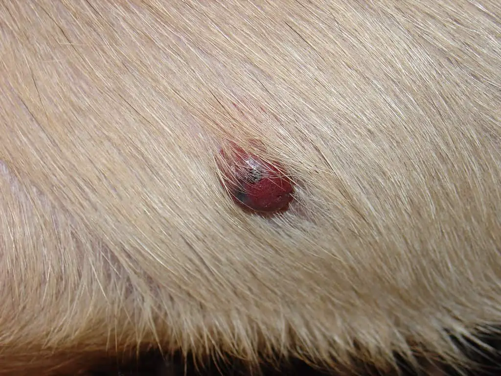 skin tags on dogs