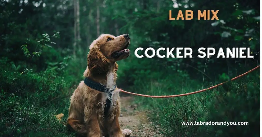 Lab Mix cocker spaniel