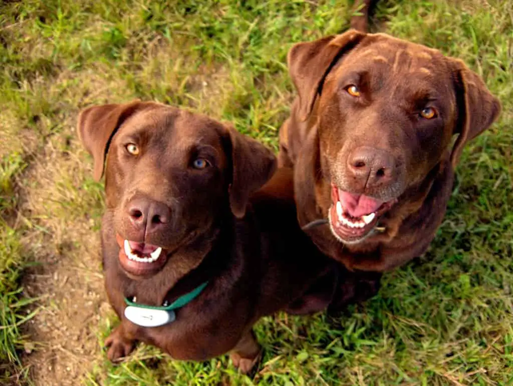 labrador retriever breeders massachusetts