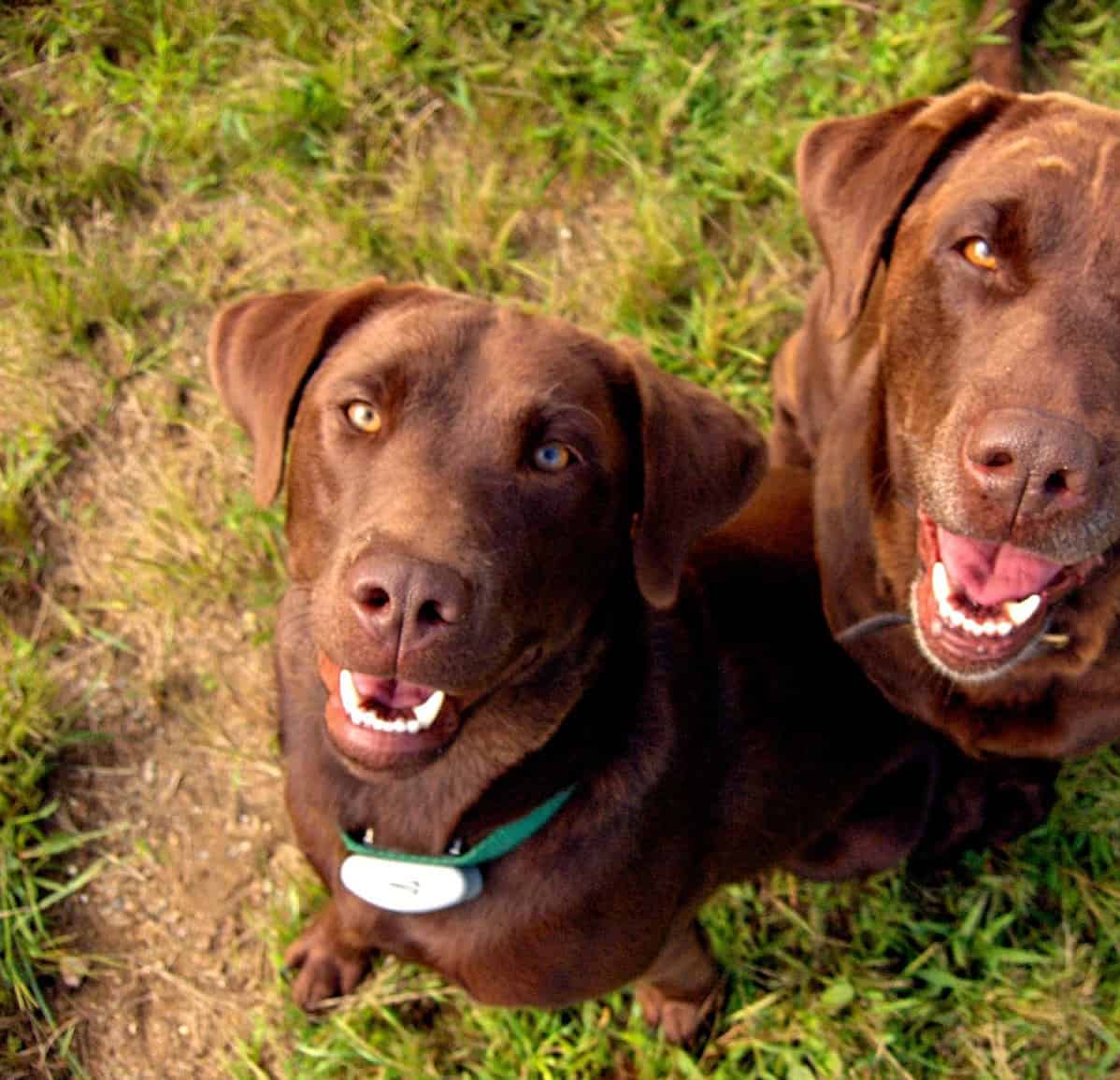 10 Best Lab Breeders In Massachusetts (Trusted)