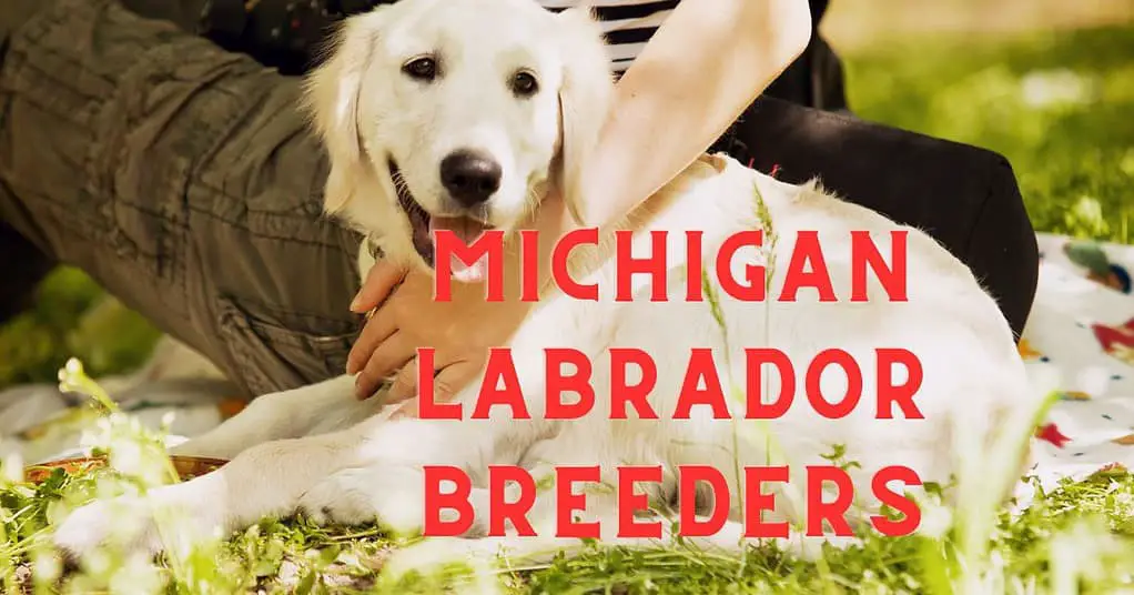 Michigan Labrador Breeders
