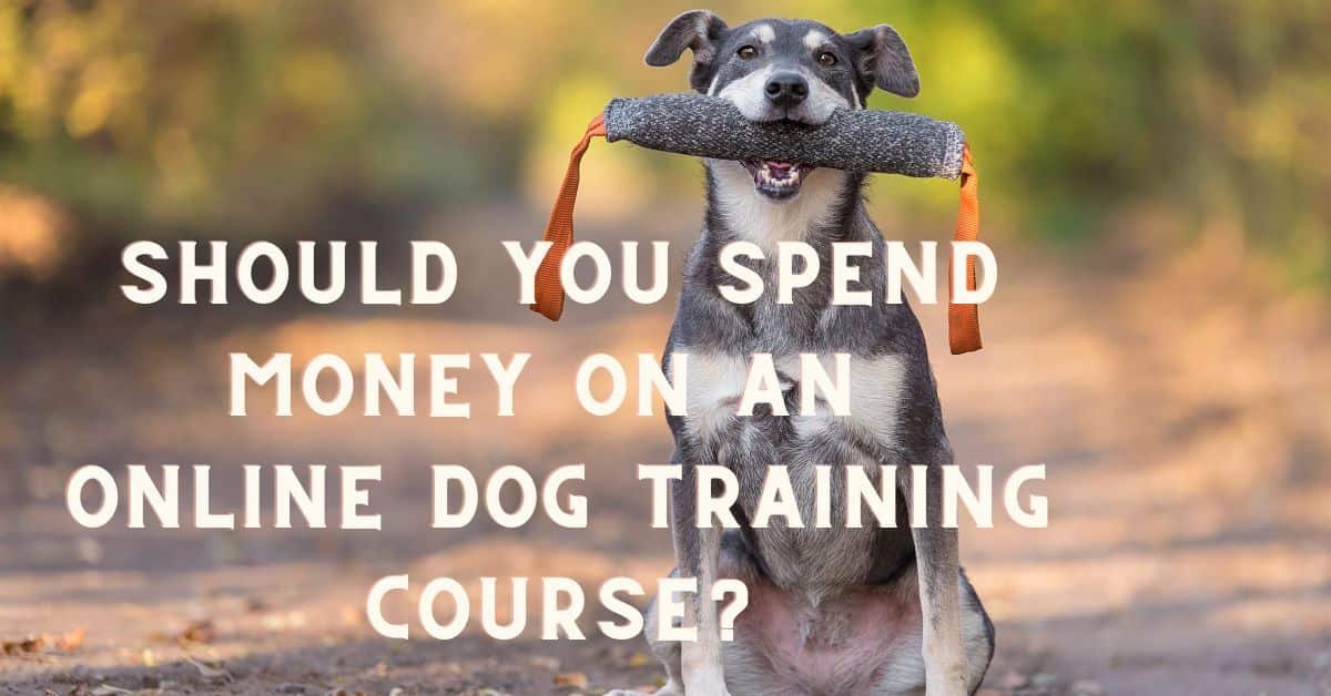 Should You Spend Money On An Online Dog Training Course?