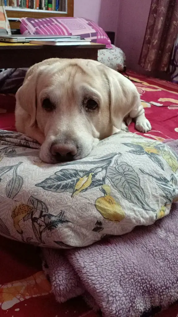 yellow labrador retriever sleeping