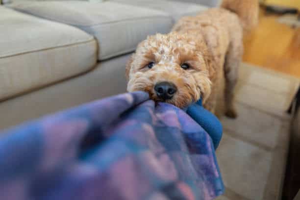 small labradoodle