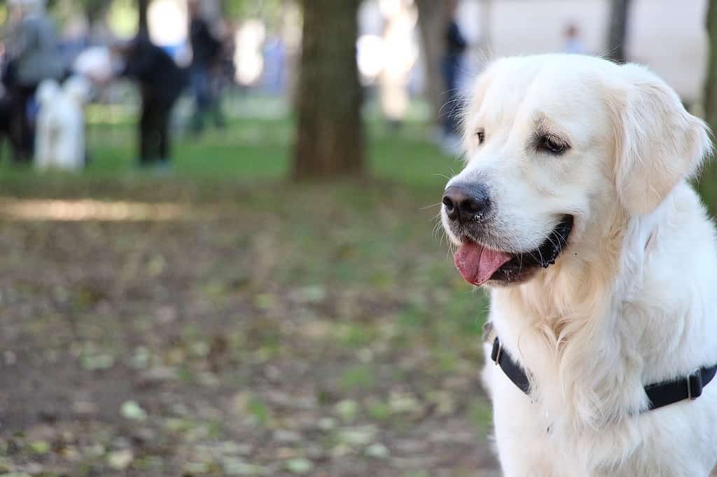 english labrador retriever; english cream lab.