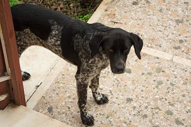 mountain cur commonly bred for hunting