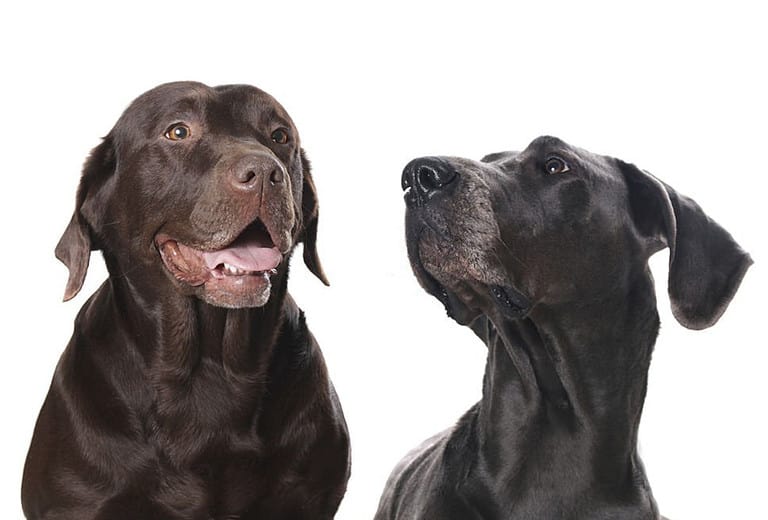 Great Dane Lab Mix Should You Get This Gentle Giant Labradane?