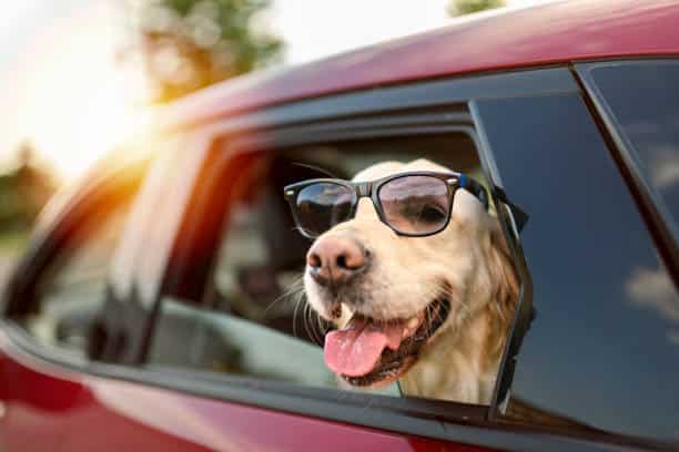 puppy drive, puppy in car.