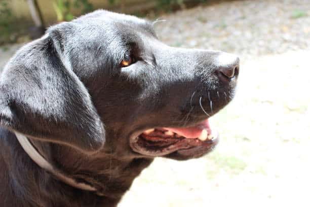 chocolate labrador weimaraner mix