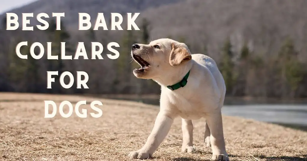 best bark collars for dogs