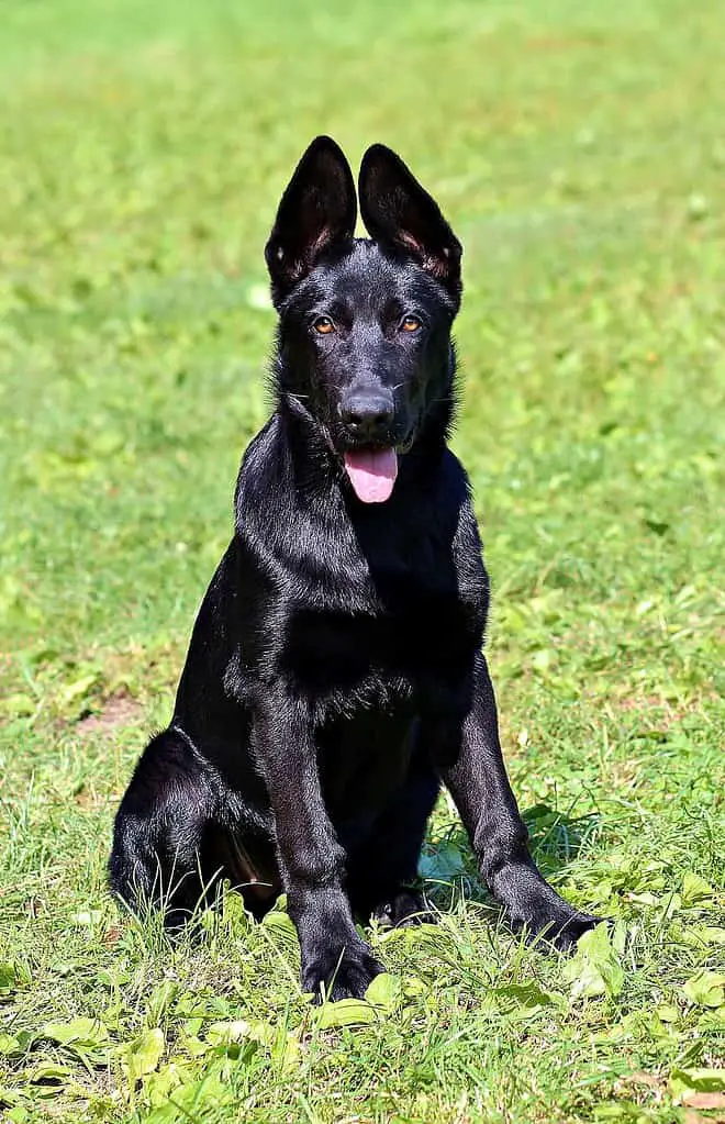 german shepherd lab mix black