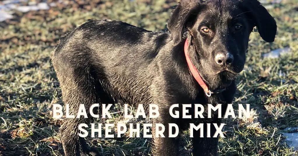 black lab german shepherd mix