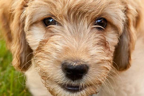 minature labradoodle