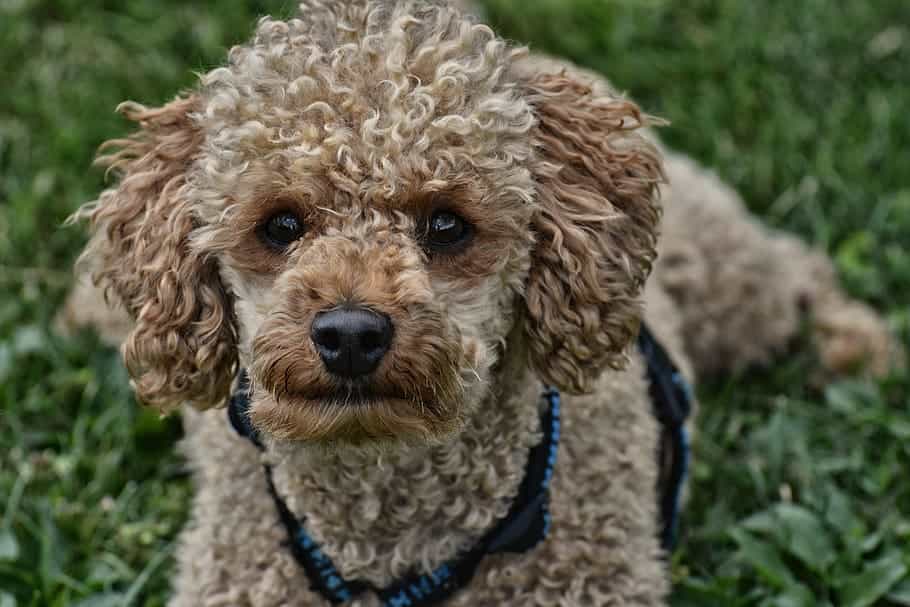 miniture labradoodle