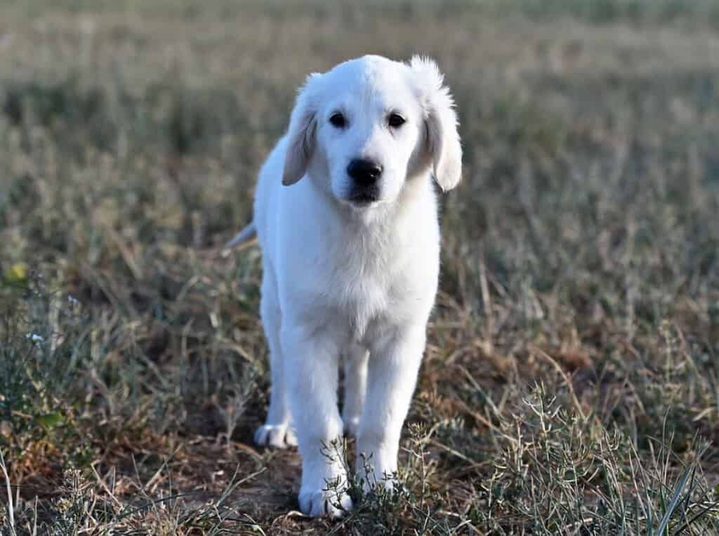 pyrenees lab mix