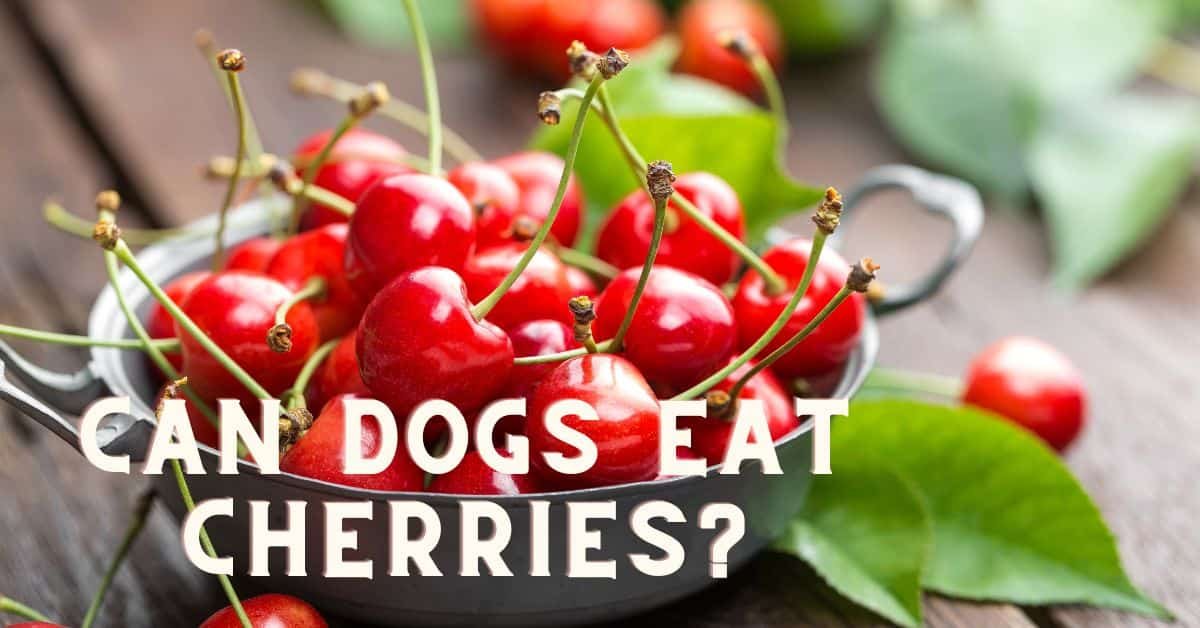 Can Dogs Eat Peanuts & Peanut Butter?