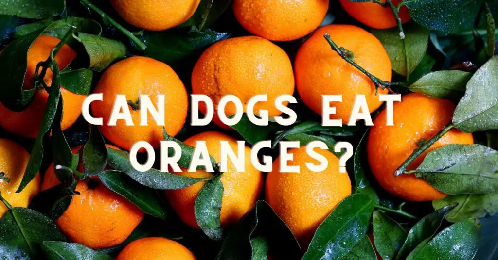 can dogs eat oranges