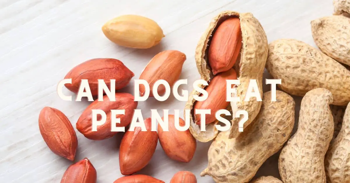 Can Dogs Eat Peanuts & Peanut Butter?