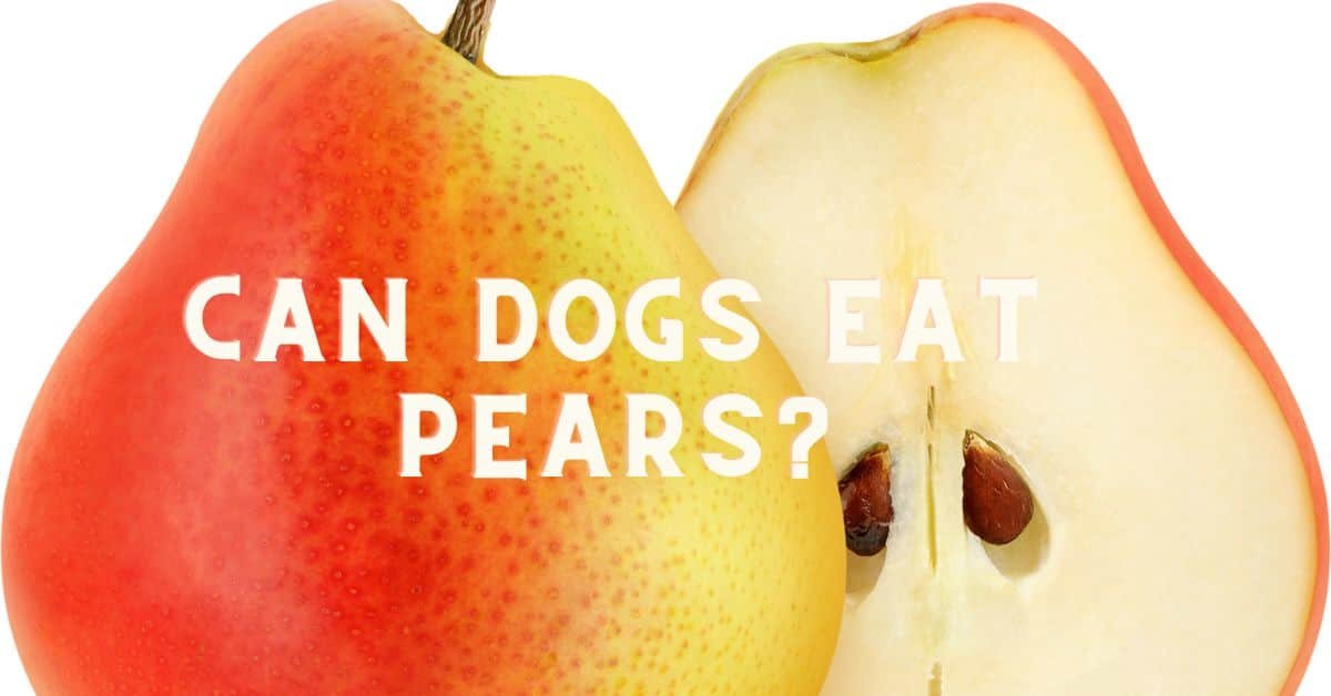 Can Dogs Eat Peanuts & Peanut Butter?