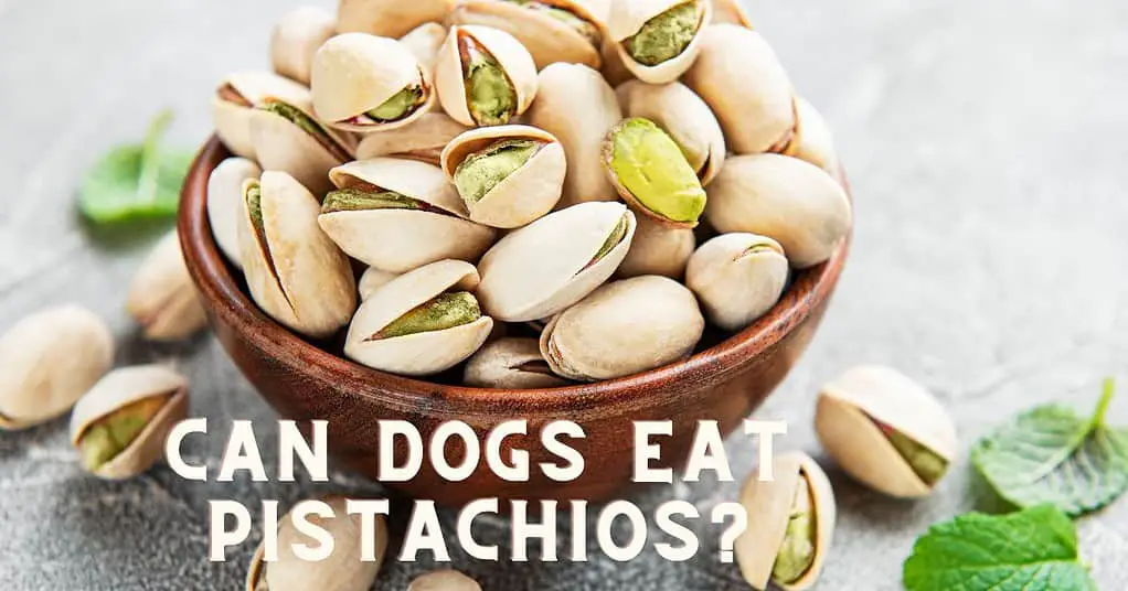 can dogs eat pistachios