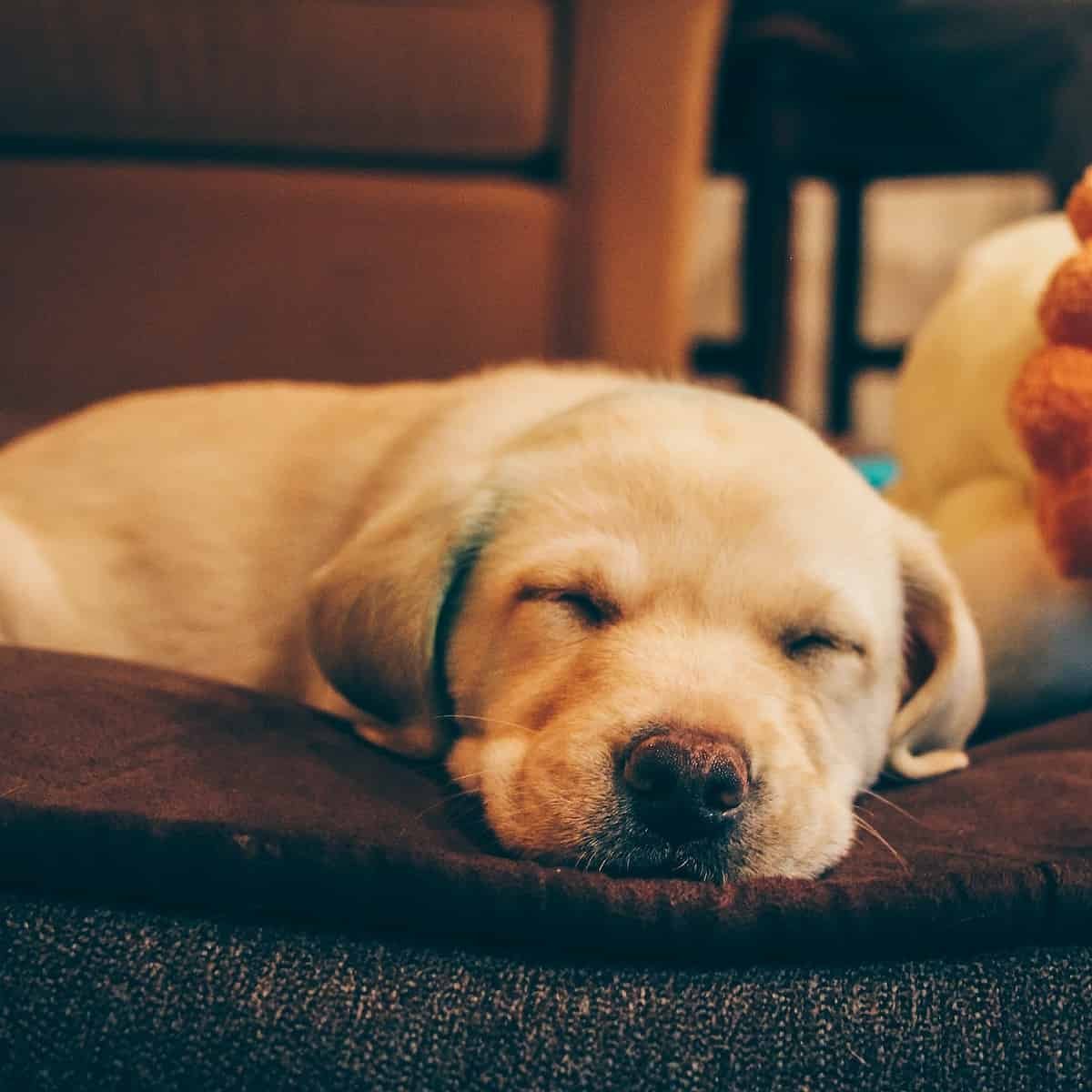 8 Best Lab Dog Bed In 2023