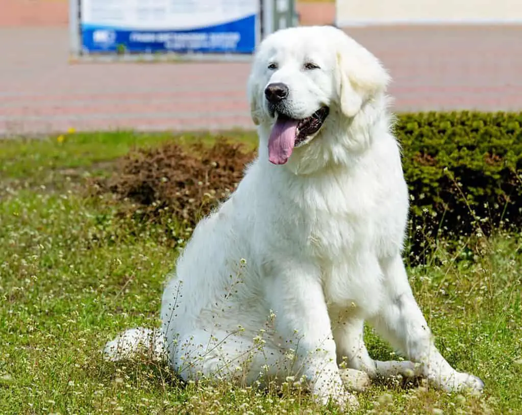 great pyrenees lab mix puppy