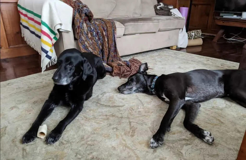 Labrador and Great Dane 