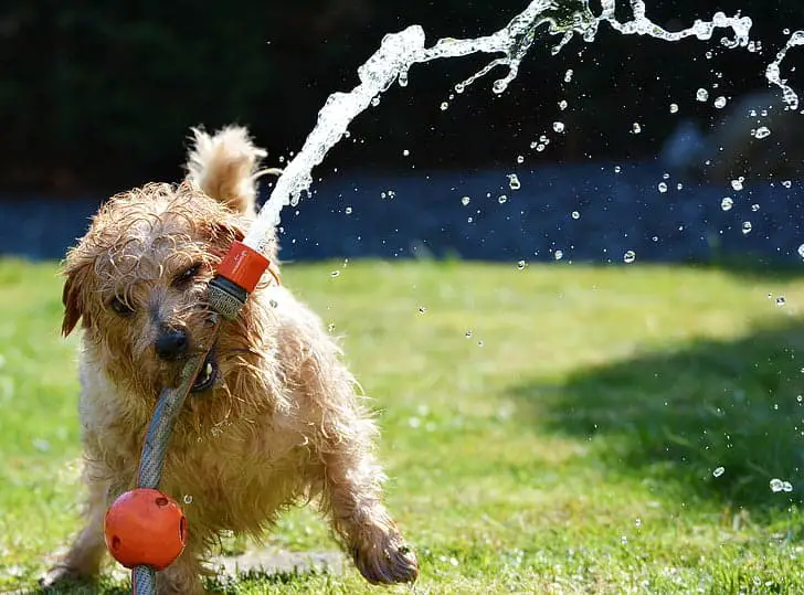 golden doodle and chocolate lab mix