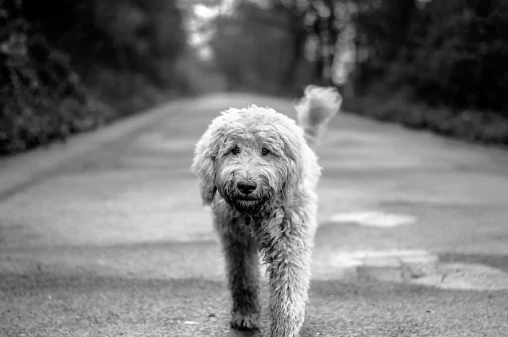 mini goldendoodle vs mini labradoodle