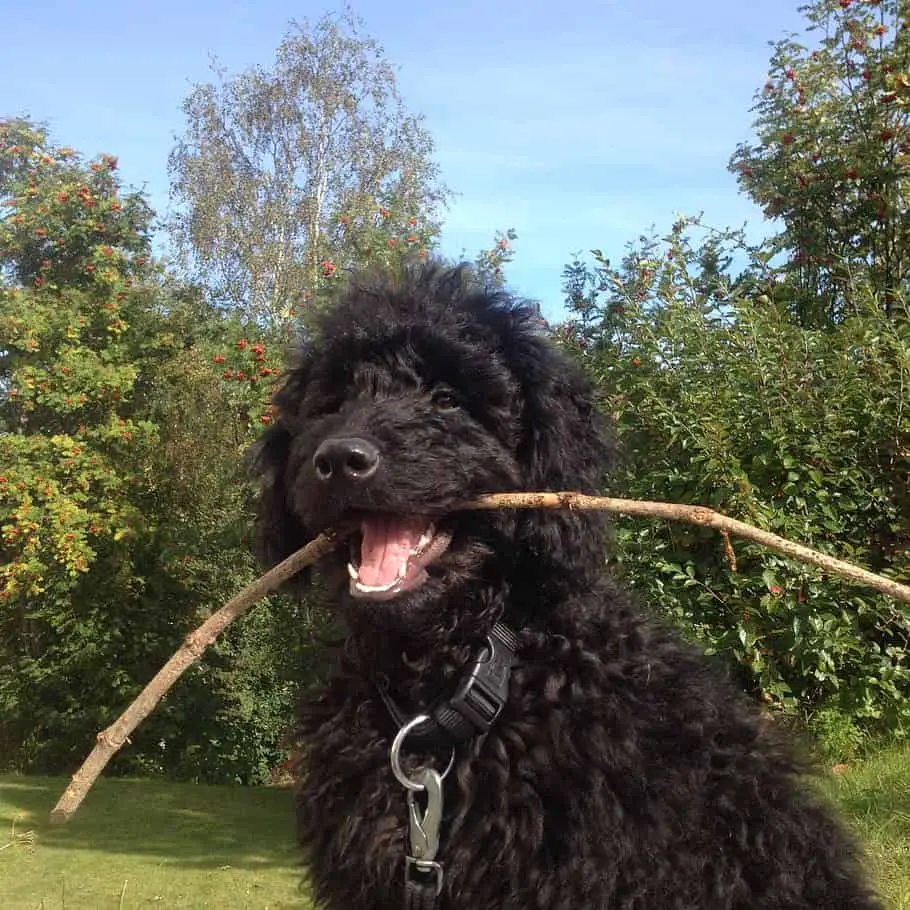 black golden doodle lab mix