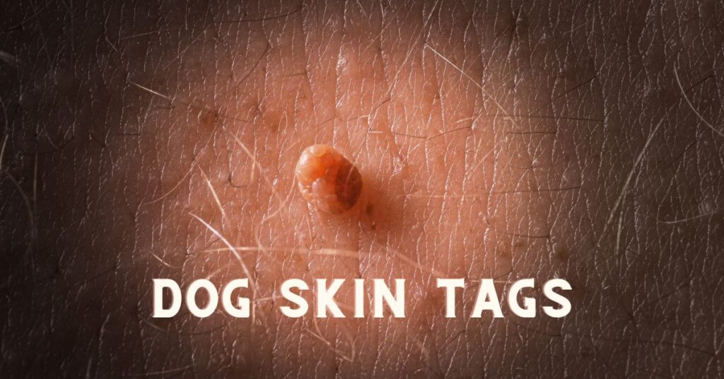 dog skin tags
