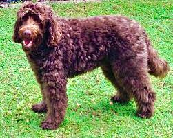 labradoodle versus goldendoodle