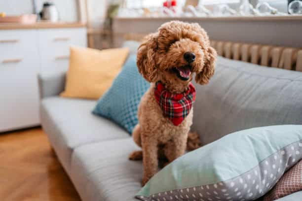 full grown miniature labradoodle