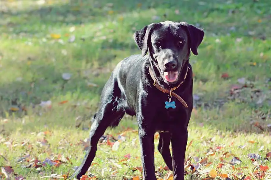 black goldador dog; large breed dogs.