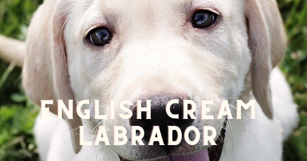 english cream labrador