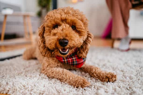 labradoodle mini