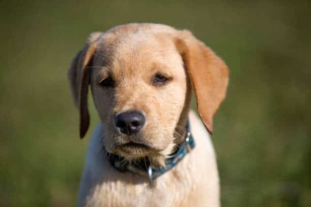 labrador retriever dachshund mix