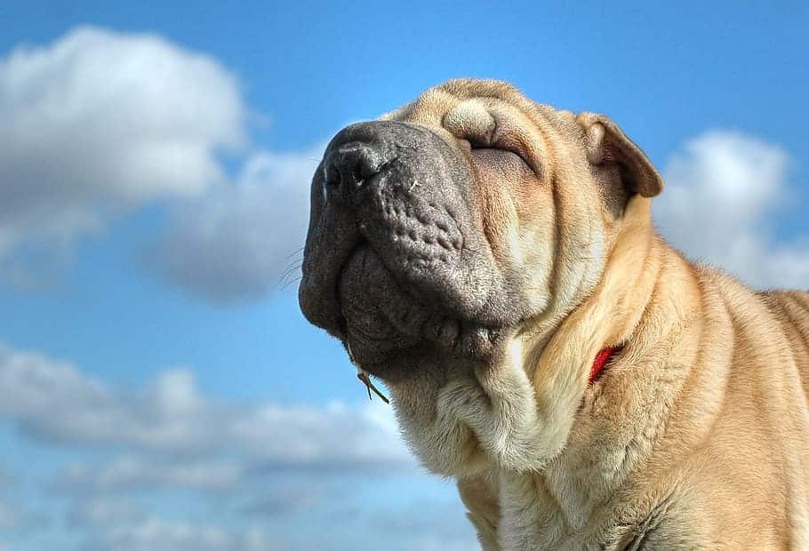 sharpei lab mix