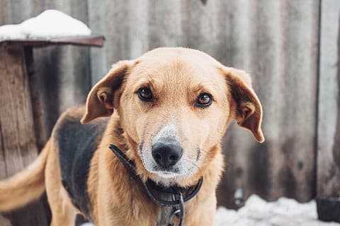 lab doxie mix