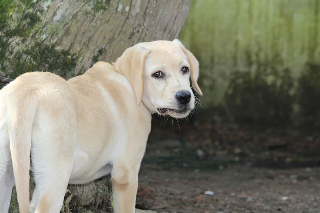 6 month old lab