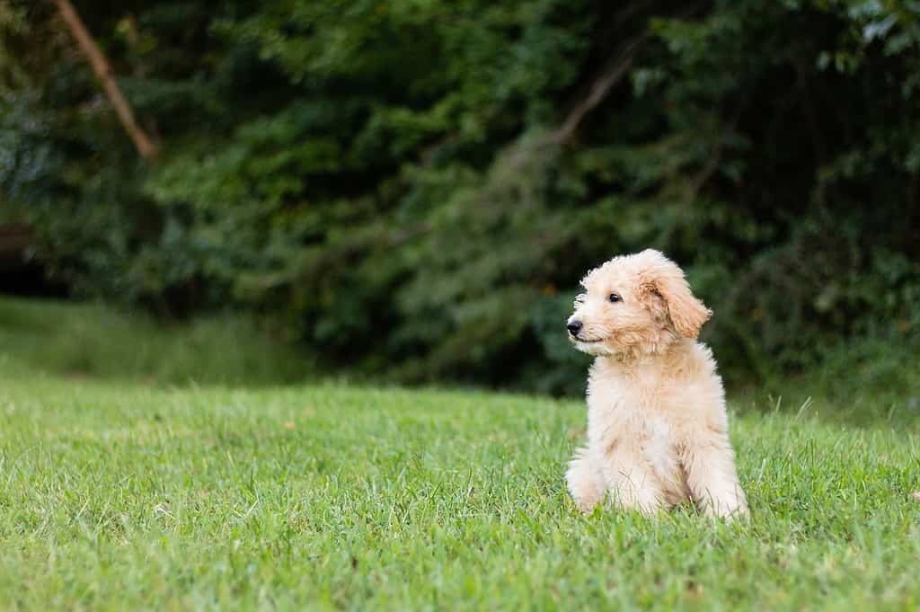 average cost of mini goldendoodle