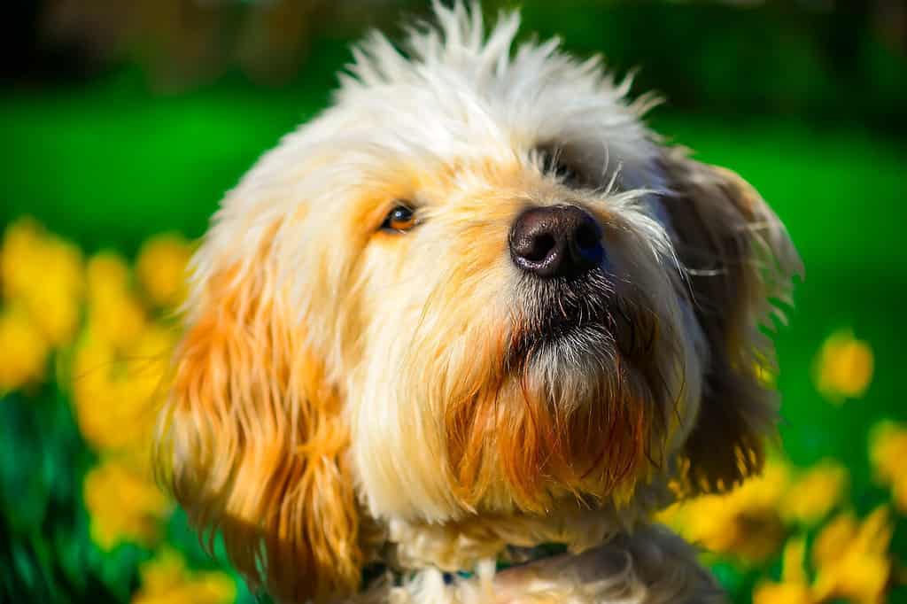 goldendoodles vs labradoodles