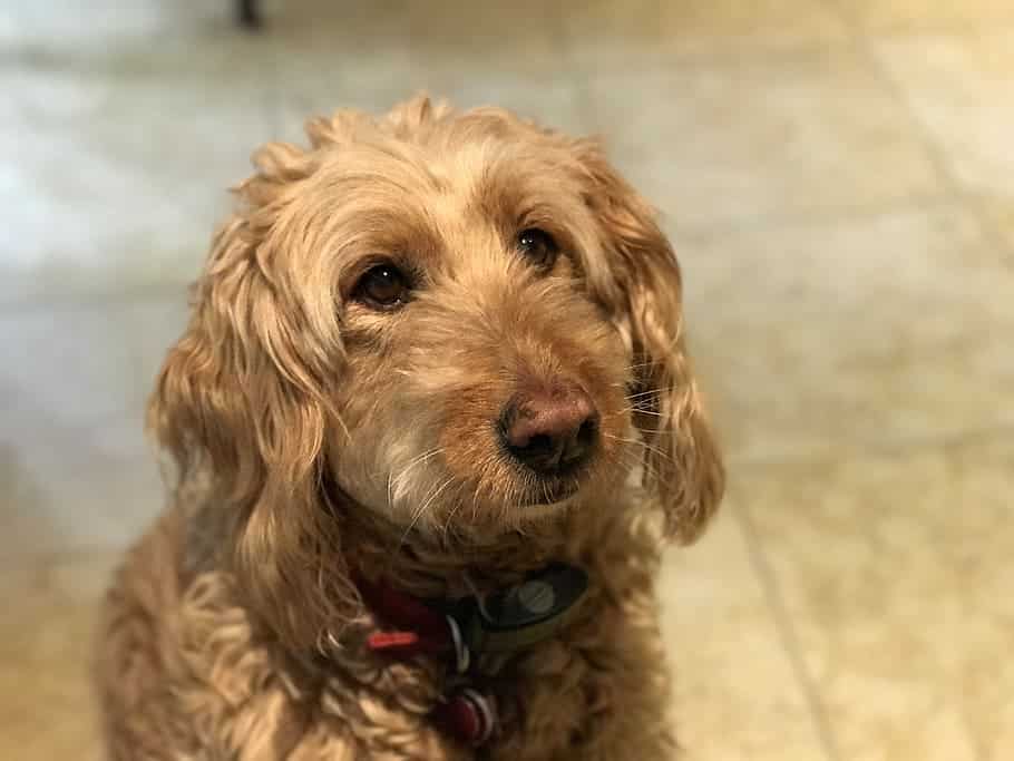 goldendoodle labradoodle