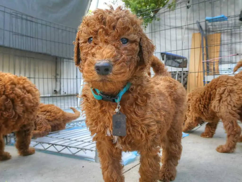 goldendoodle mini cost