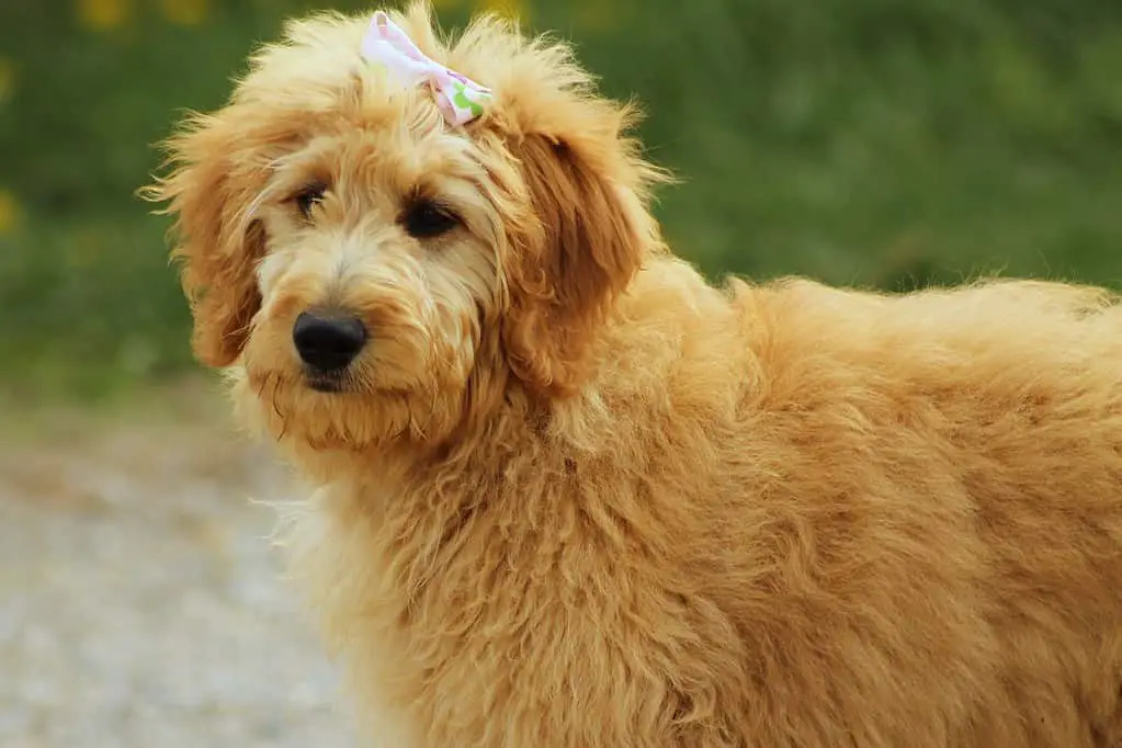 labradoodle versus goldendoodle