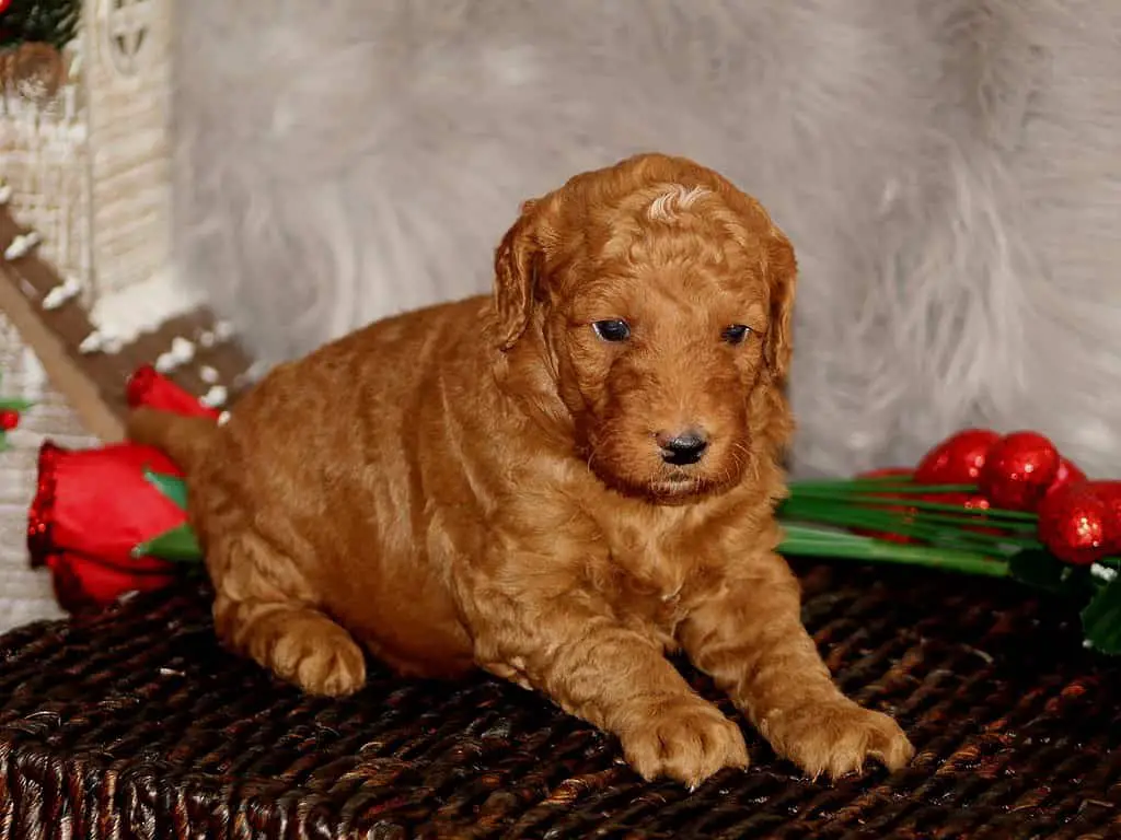 mini golden doodle price