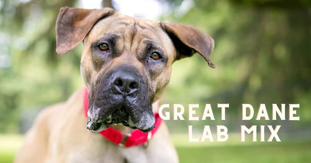 great dane lab mix